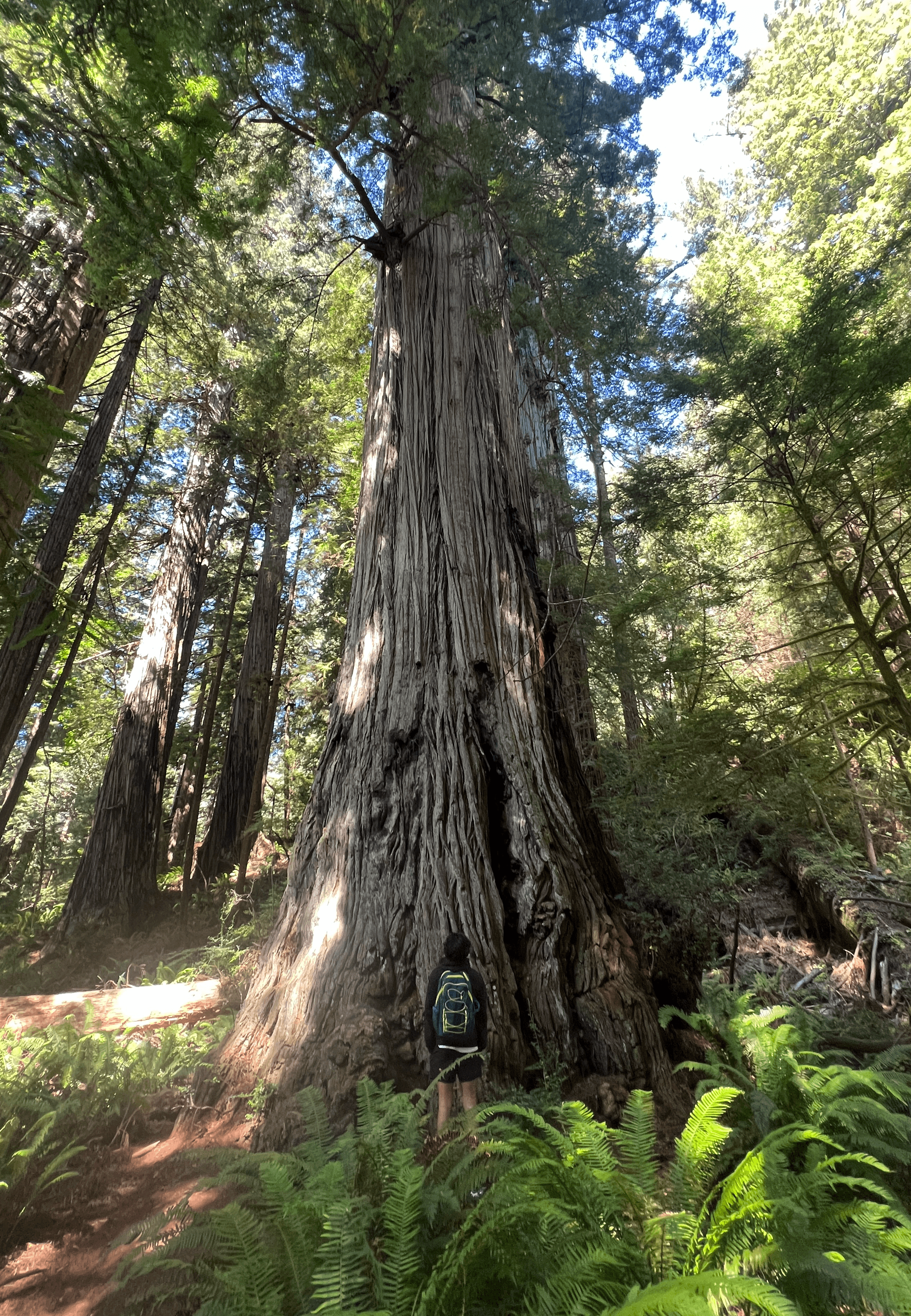 Aidan Nesbitt looking at a Redwood tree